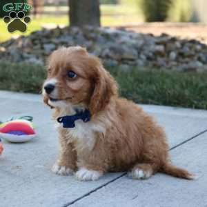 Axel, Cavapoo Puppy